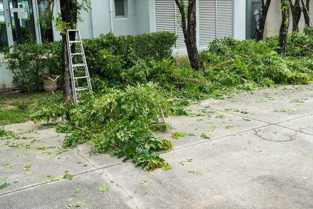 Best Stump Grinding Near Me  in Gilbert, MN